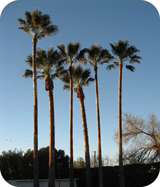 Palm cleanly trimmed and skinned