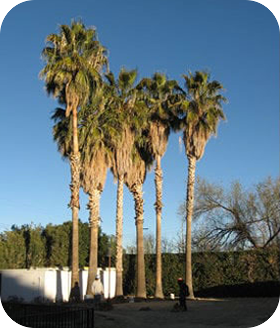 Overgrown palm before trimming
