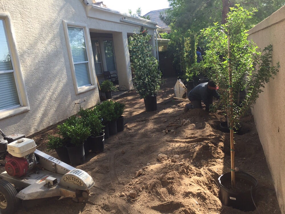Tree health and fertilization care
