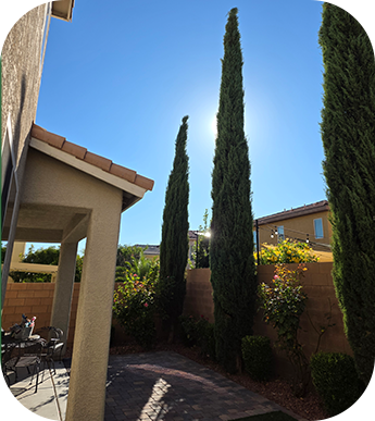 Tree service work