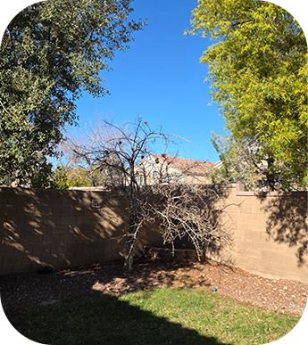 Tree service