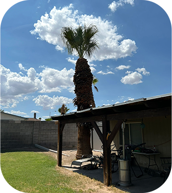 Palm trimming job