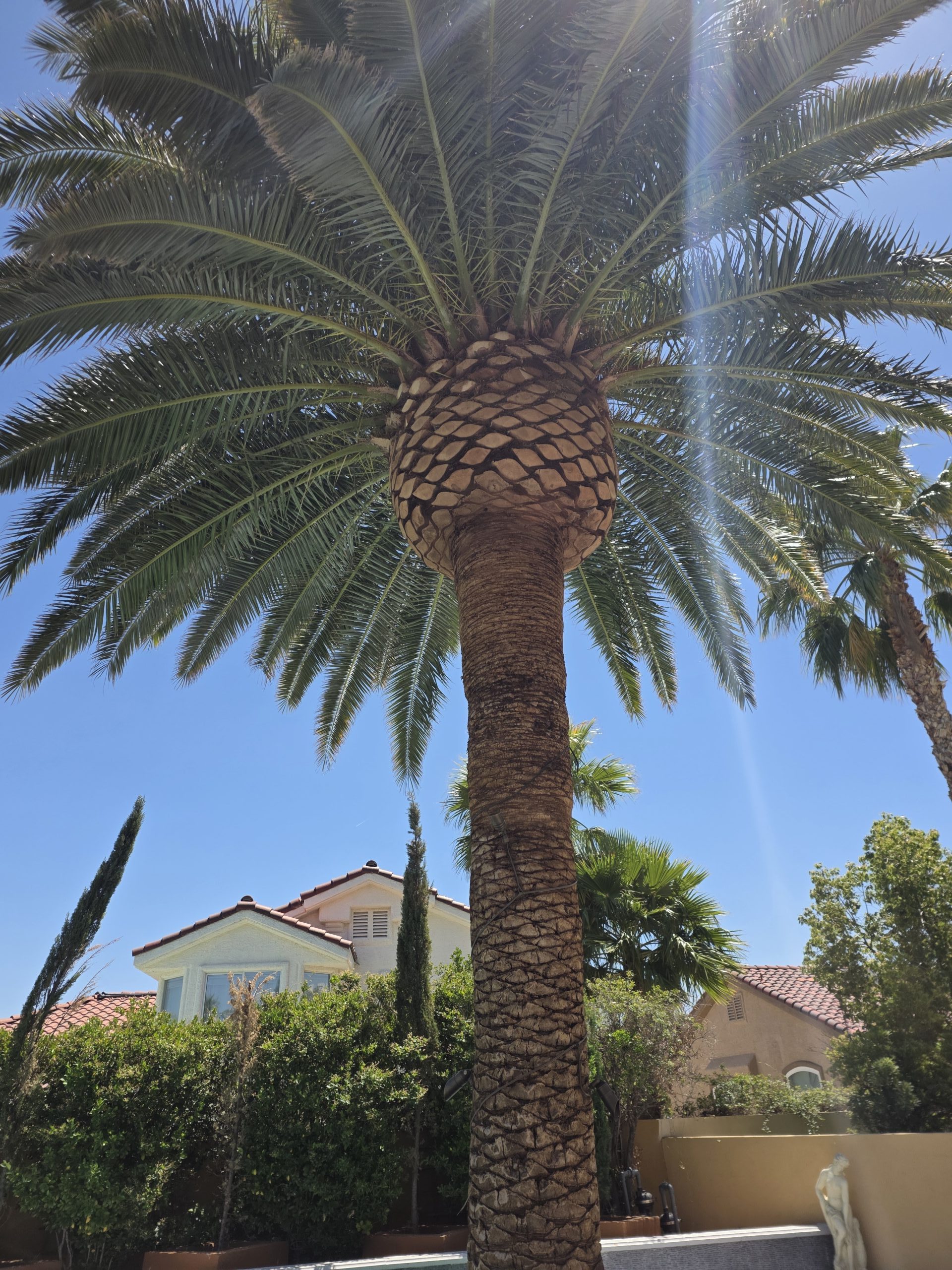 Palm skinning job in Summerlin