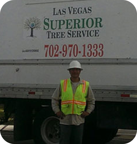 Tree removal