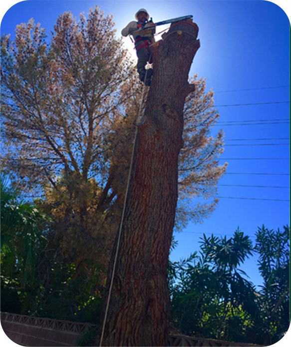 Tree removal job in Las Vegas