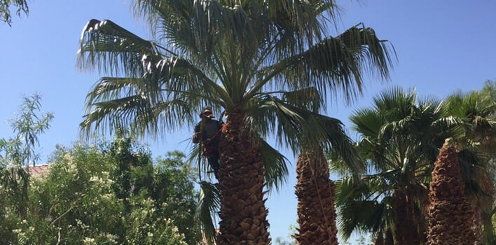 Tree care work