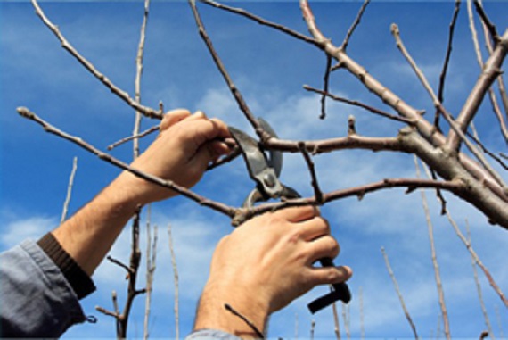 Canopy trimming and pruning